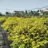 變色女貞 別墅庭院公園小區(qū)園林綠化工程觀賞苗 室外綠化植物