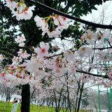 基地出售日本早櫻 庭院小區(qū)觀賞植物 園林公園綠化觀賞苗木