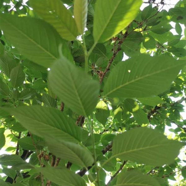 櫻花關山櫻圖片