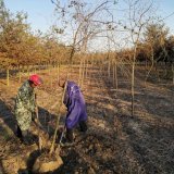 基地出售英国山楂 绯红色云 红云 道路园林绿化造景工程苗