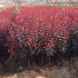 基地出售紅葉李 樹苗 庭院小區(qū)觀賞植物 園林綠化苗木