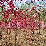 基地 紫葉桃樹(shù)苗 庭院小區(qū)觀賞植物 園林工程綠化苗木 樹(shù)形飽滿