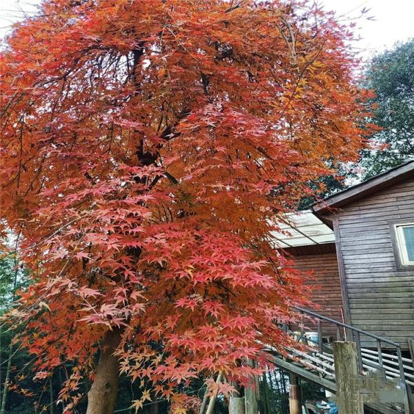 流泉紅楓