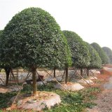 基地出售 桂花日香桂 盆景 盆栽種植觀賞苗園林綠化工程苗