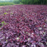 紫叶酢浆草 多年生地被植物宿根花卉 可布置花镜花坛花海