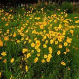 金雞菊 庭院小區(qū)公園花鏡花壇花海工程 觀賞植物宿根地被