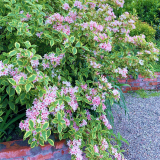 基地出售花葉錦帶 庭院綠化樹(shù)種 錦帶花樹(shù)苗錦帶花苗盆栽