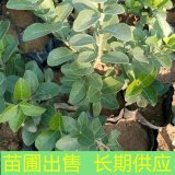 基地出售大葉扶芳藤 道路小區(qū)隔離帶觀賞苗 園林種植綠化工程苗