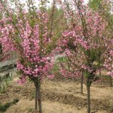 基地出售北 美海棠苗木 別墅小區(qū)道路觀賞植物 園林工程綠化苗