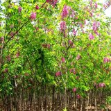 基地出售香花槐庭院小區(qū)觀賞植物 園林觀賞花卉植物 適應(yīng)性強(qiáng)