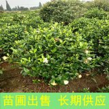 基地出售大葉梔子花 四季常綠花壇花鏡種植觀賞園林地被造景花卉