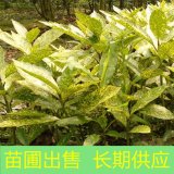 基地出售洒金珊瑚篱 庭院小区种植观赏道路园林绿化造景工程苗