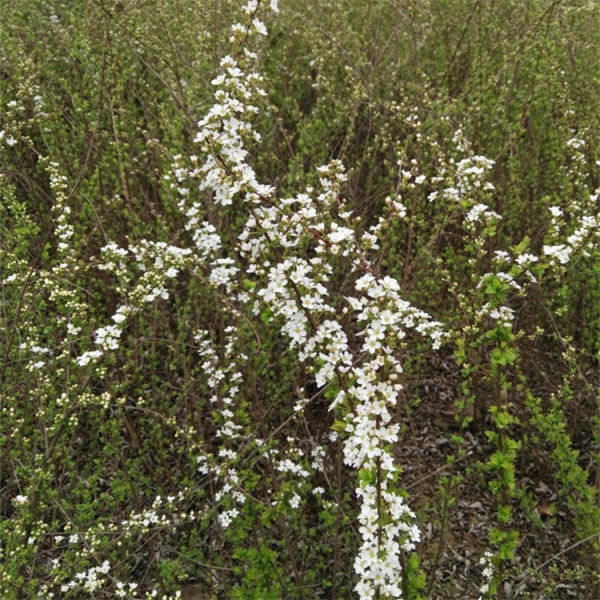 喷雪花