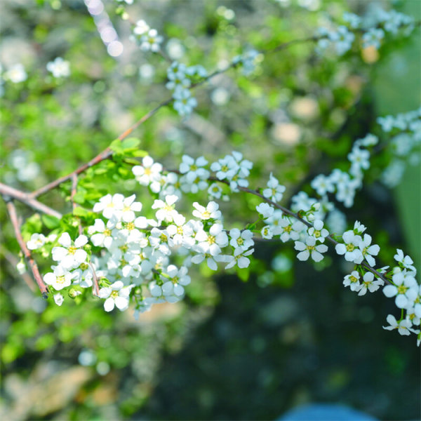 喷雪花