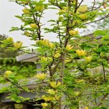 黃鳥(niǎo)玉蘭 花境花壇盆栽杯苗 觀賞性強(qiáng)觀葉植物 庭院工程綠化用苗