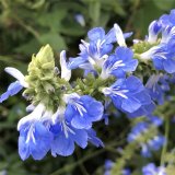 藍花鼠尾草 公園地被工程草花 道路色塊綠籬 景區(qū)園林綠化苗