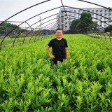 弗森虎耳荷蘭鼠刺 綠籬庭院園林別墅小區(qū)公園造景綠化工程苗