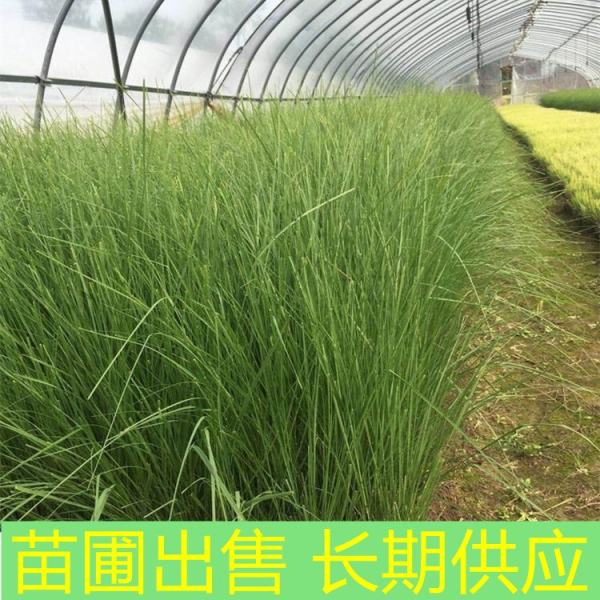 弯叶画眉草价格