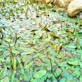 基地出售 水生植物 眼子菜藻水禾 池塘河道造景苗