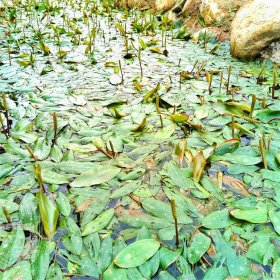 基地出售 水生植物 眼子菜藻水禾 池塘河道造景苗