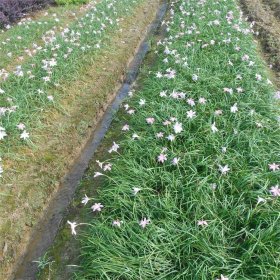 基地供应 葱兰 花海工程花镜花带花坛装饰地被植物 园林绿化工程苗