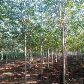 基地供应 千头椿 园林绿化苗木 行道树绿化风景树 景区园林列植丛植