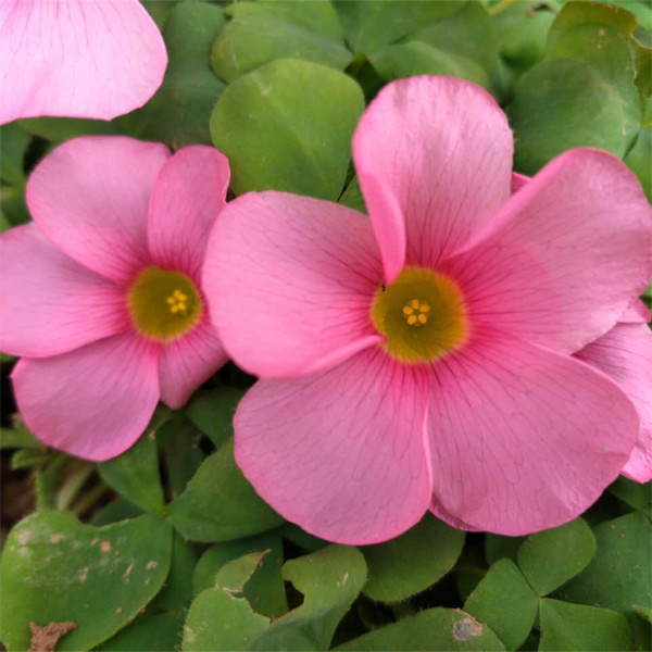 大花芙蓉酢浆草