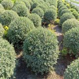 銀姬小蠟 道路色塊綠籬 花壇花鏡公園綠色植物 園林綠化工程苗