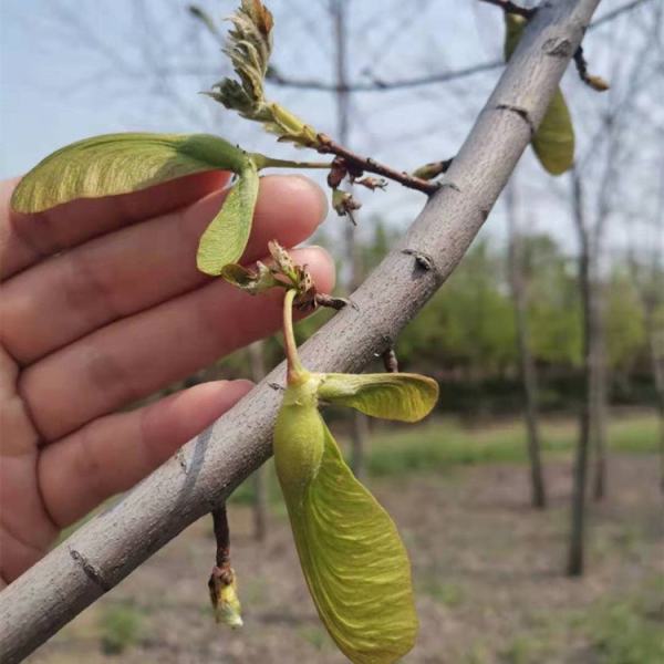 银皮槭银枫图片