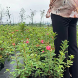 苗圃供應安酷杜鵑 康乃馨花期長耐寒 花壇花鏡花海觀賞性苗木