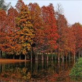 基地 落羽杉 绿化苗木植物 树庭院道路树苗 园林绿化观赏植物苗木