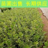 基地出售金边卫矛 规格齐全园林景区种植绿化工程苗木