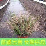 基地出售麗色畫(huà)眉草 園林景區(qū)護(hù)坡綠化工程苗多年生草本植物