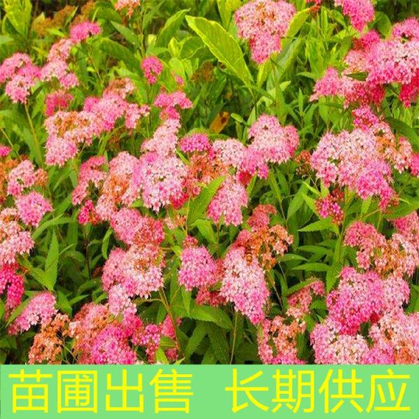 粉花绣线球价格