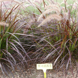 紫葉狼尾 觀賞草地栽盆栽 切花材料 園林生態(tài)綠化綠化工程苗