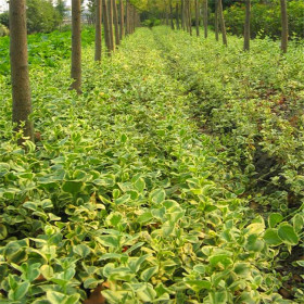 基地出售花叶蔓长 春 盆景盆栽观赏苗 园林景区地被种植造景工程苗