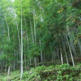 基地出售毛竹 庭院觀(guān)賞植物 園林綠化工程苗木 耐寒耐旱好養(yǎng)活