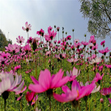 大量出售波斯菊 庭院別墅小區(qū)園林觀花植物 園林綠化工程苗