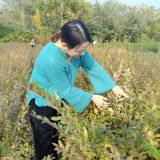 基地供應(yīng) 水臘小苗 庭院小區(qū)公園園林綠化工程苗木 規(guī)格齊全