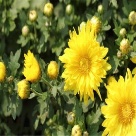 荷蘭菊 地被宿根花卉 水體綠化公園花?；ㄧR盆栽園林景觀