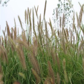 狼尾草 花壇花鏡鑲邊 切花材料 景區(qū)園林地被綠化工程苗