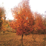 基地出售洋白蠟樹 西馬龍庭院種植觀賞庭蔭樹道路園林造景苗