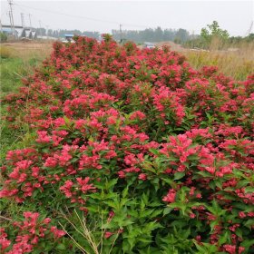 錦帶 庭院陽臺盆栽花卉 色塊地被植物 別墅小區(qū)園林綠化工程苗