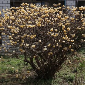 基地供應 結香 庭院觀賞植物景區(qū)園林色塊造景觀賞苗 綠化工程苗