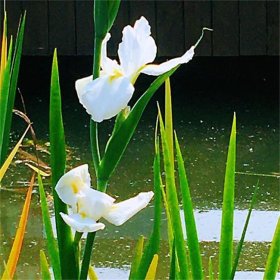 基地出售大花菖蒲盆栽 水生地被植物 凈化水質(zhì) 河里觀賞植物