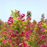 金葉錦帶花 花園地被花苗庭院花籬綠植 公園小區(qū)園林綠化工程苗