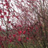 碧桃樹(shù)苗 庭院小區(qū)觀賞植物 園林綠化工程苗木 彩色風(fēng)景綠化樹(shù)