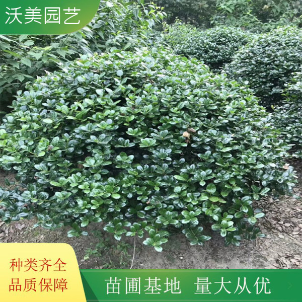 无刺构骨球