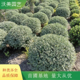 沃美園藝出售 銀姬小蠟球 園林綠化造景配植 花壇綠化樹(shù)