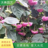 沃美園藝出售非洲木芙蓉 花鏡花壇造景工程苗木 園林綠化觀賞